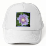 Aster Blue Daisy