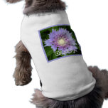 Aster Blue Daisy