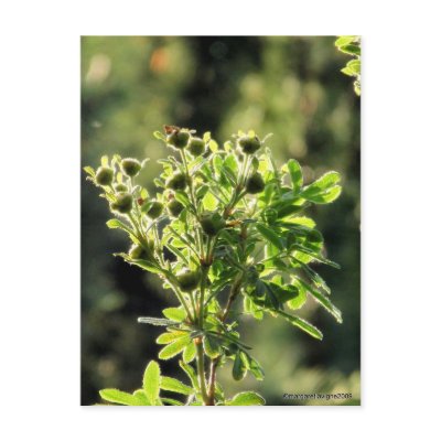 Aster Buds Postcard by margaret_muffi