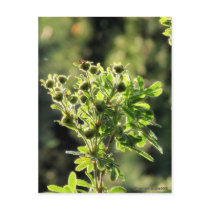Aster Buds Postcard