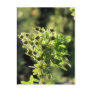 Aster Buds Postcard