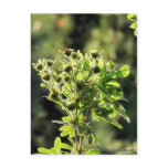 Aster Buds postcards