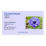 Aster Business Card