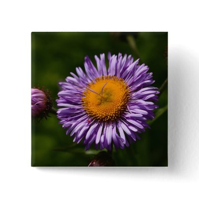 Aster Pin by Flowerpixels