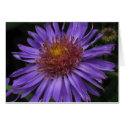 Aster cards