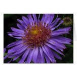 Aster cards