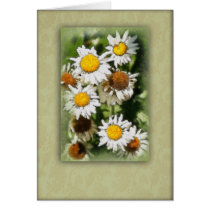 Aster Cosmos Greeting Cards