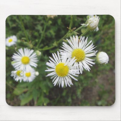 Aster Daisies Mousepads by GardenOfLife