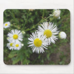 Aster Daisies Mousepads
