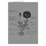 Aster Flower Card