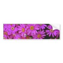 Aster Flowers Bumper Stickers