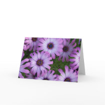Aster Flowers Greeting Card