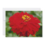 Aster flowers invitations
