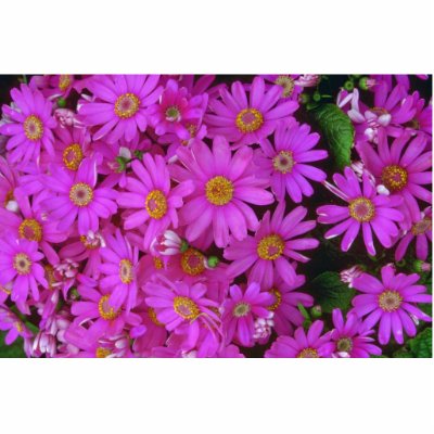 Aster Flowers Photo Sculptures by BreathtakingNature