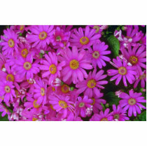 Aster Flowers Photo Sculptures