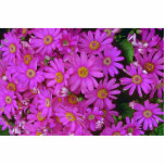 Aster Flowers photo sculptures