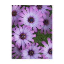 Aster Flowers Postcard