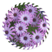 Aster Flowers Stickers