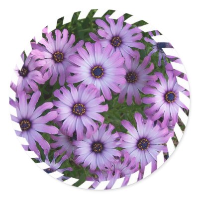 Aster Flowers Stickers by PerennialGardens