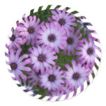 Aster Flowers Stickers