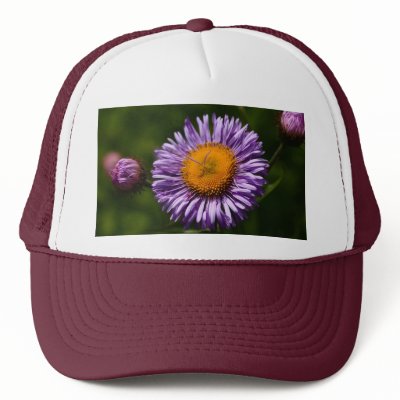 Aster by Flowerpixels