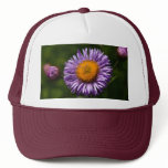 Aster hats