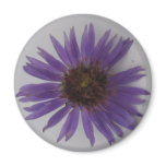 Aster magnets