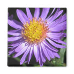 Aster Magnet