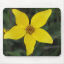 Aster mousepads