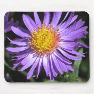 Aster Mousepad by ggbythebay