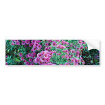 Aster novae-angliae "Alma Potchke", New England as Bumper Sticker