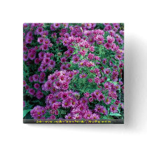 Aster novae-angliae "Alma Potchke", New England as Button