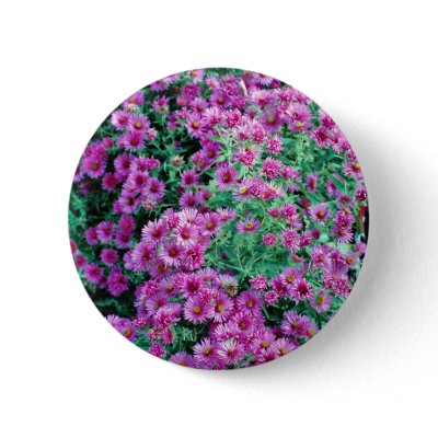 Aster novae-angliae "Alma Potchke", New England as Pins by blueyellowtube