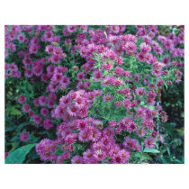 Aster novae-angliae "Alma Potchke", New England as Flyers