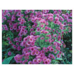 Aster novae-angliae "Alma Potchke", New England as flyers
