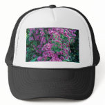 Aster novae-angliae "Alma Potchke", New England as hats
