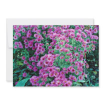 Aster novae-angliae "Alma Potchke", New England as Announcement