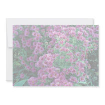 Aster novae-angliae "Alma Potchke", New England as Custom Announcements