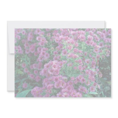 Aster novae-angliae "Alma Potchke", New England as Custom Announcements by beautifulclicks