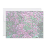 Aster novae-angliae "Alma Potchke", New England as invitations