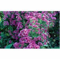 Aster novae-angliae "Alma Potchke", New England as Photo Cutout