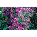 Aster novae-angliae "Alma Potchke", New England as photo sculptures