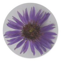 Aster Stickers