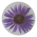 Aster stickers