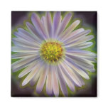 Aster Tataricus Flower With Energy Aura Fridge Magnets
