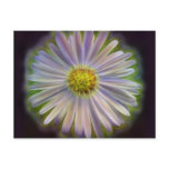 Aster Tataricus Flower With Energy Aura Postcard