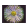 Aster Tataricus Flower With Energy Aura Postcard