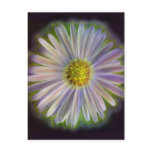 Aster Tataricus Flower With Energy Aura Postcard
