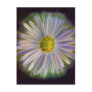 Aster Tataricus Flower With Energy Aura Postcard