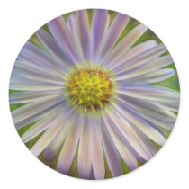 Aster Tataricus Flower With Energy Aura Round Sticker